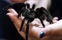 Selundupkan Ratusan Ekor Tarantula, Kelabang dan Semut dari Hutan Amazon, Pria Asal Korea Selatan Ditangkap di Peru