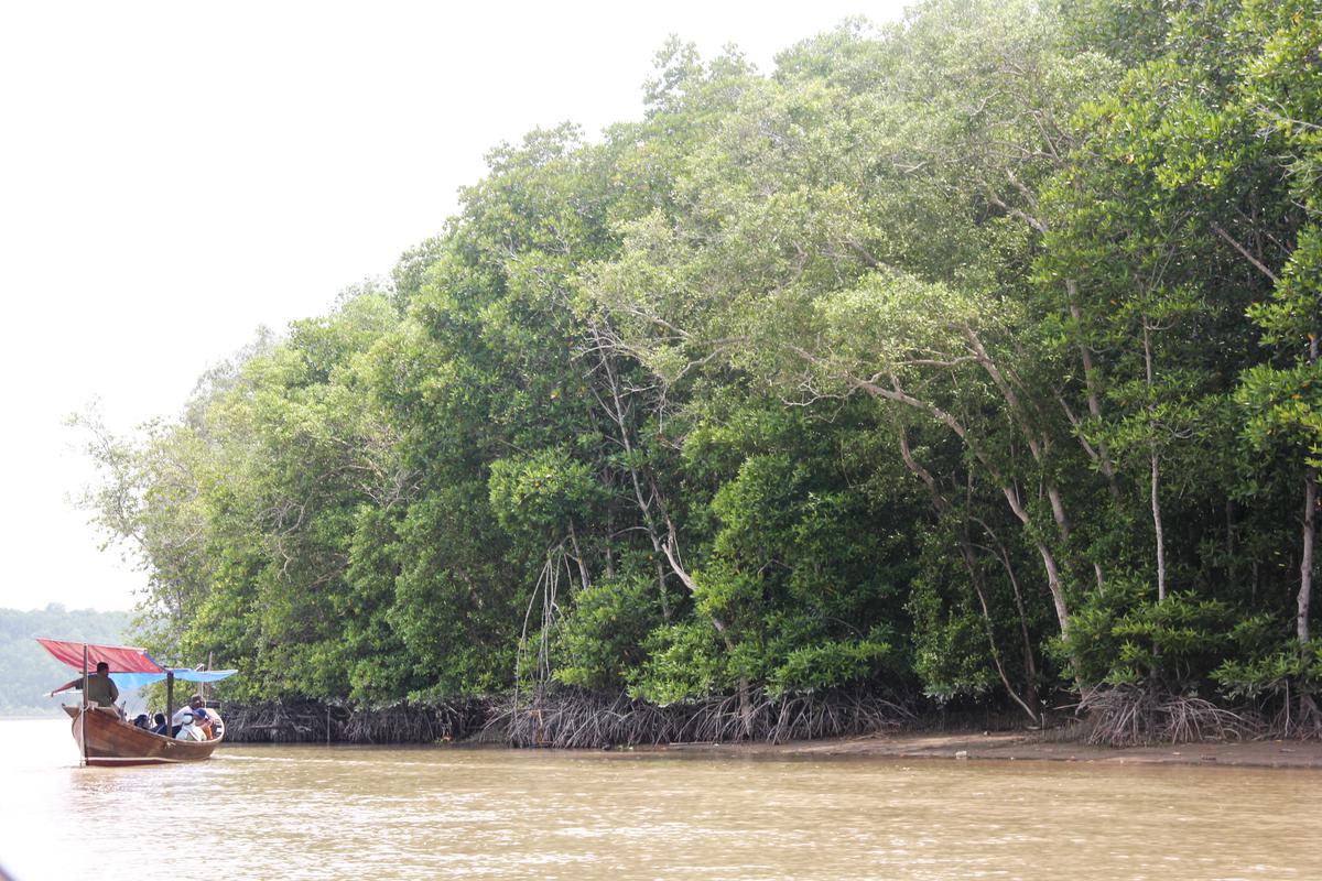 Mangrove di sumut. (merdeka.com/uga andriansyah).