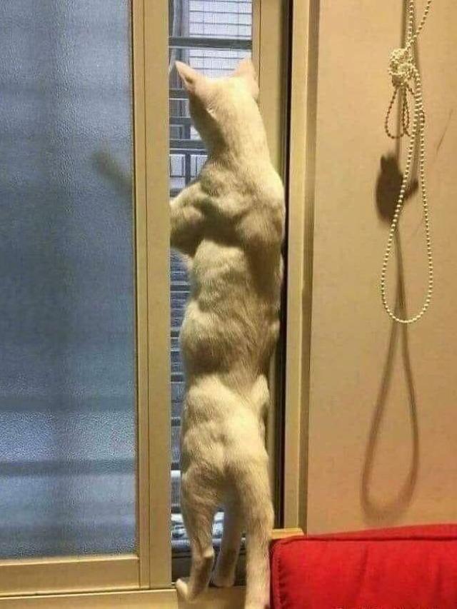 10 Tingkah Menyeramkan Hewan Peliharaan Ini Bikin Kaget Pemiliknya