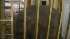 Pria di Jombang mengklaim dirinya penerus Nabi Isa, hingga ratusan bupati dan walikota beserta pasangannya dilantik hari ini.
