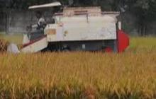 Pakai Teknologi Ini, Produktivitas Petani Melonjak Hingga 4 Kali Lipat dan Tahan Perubahan Iklim