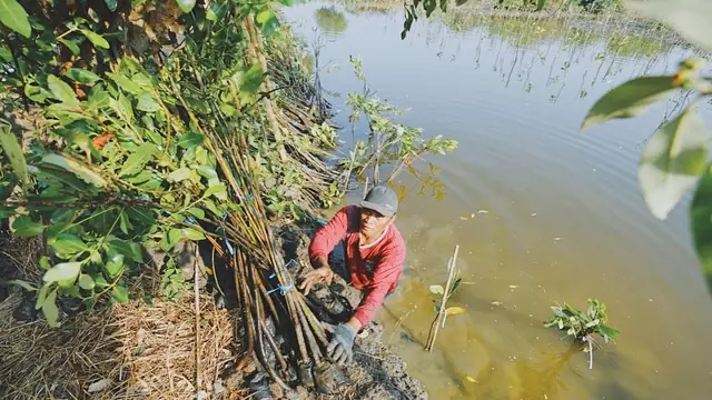 7 Potret Suasana Penanaman Pohon di Kebun Raya Mangrove Pertama di Dunia
