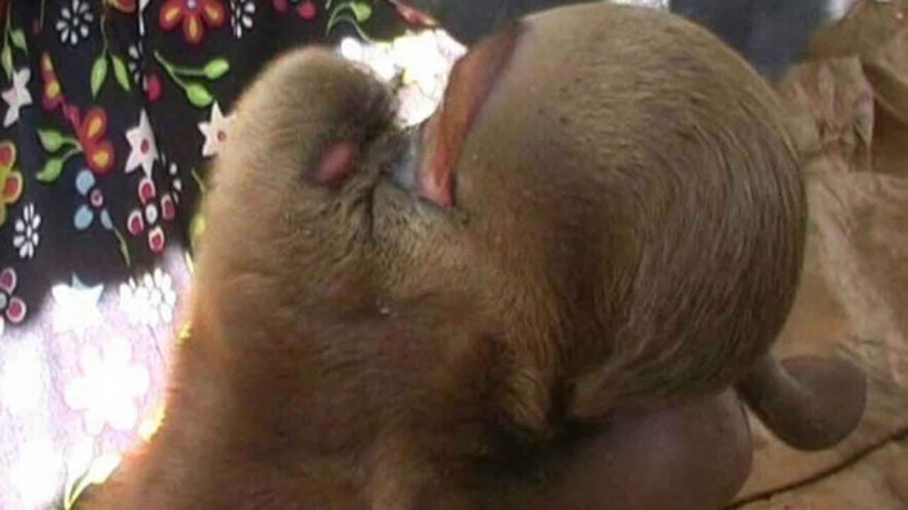 Penampakan anak kambing berkepala mirip kera gegerkan warga Batang