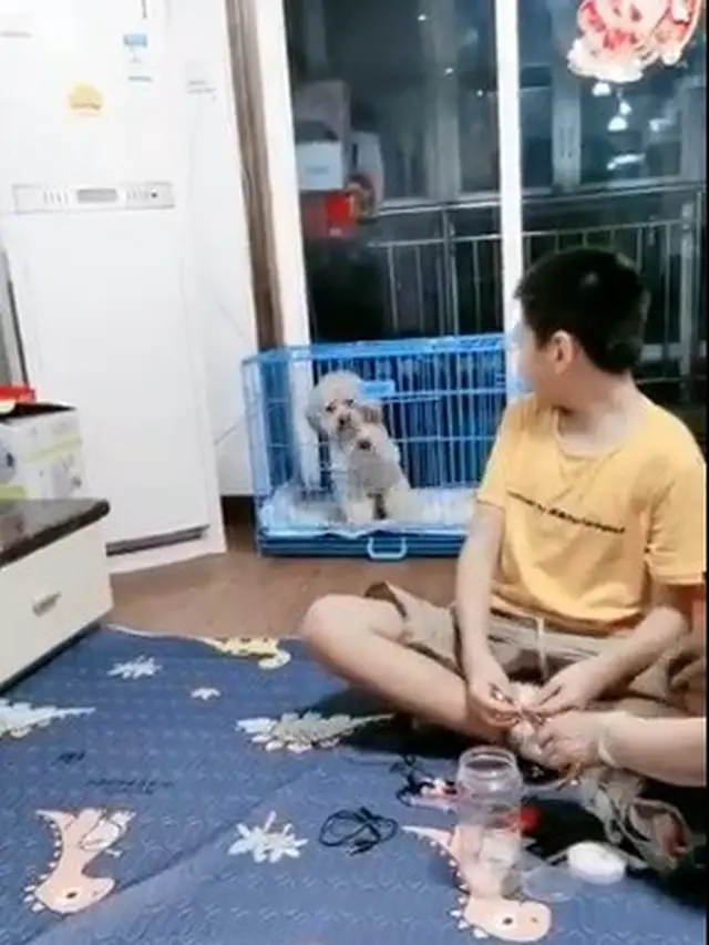 aksi anjing pintar viral