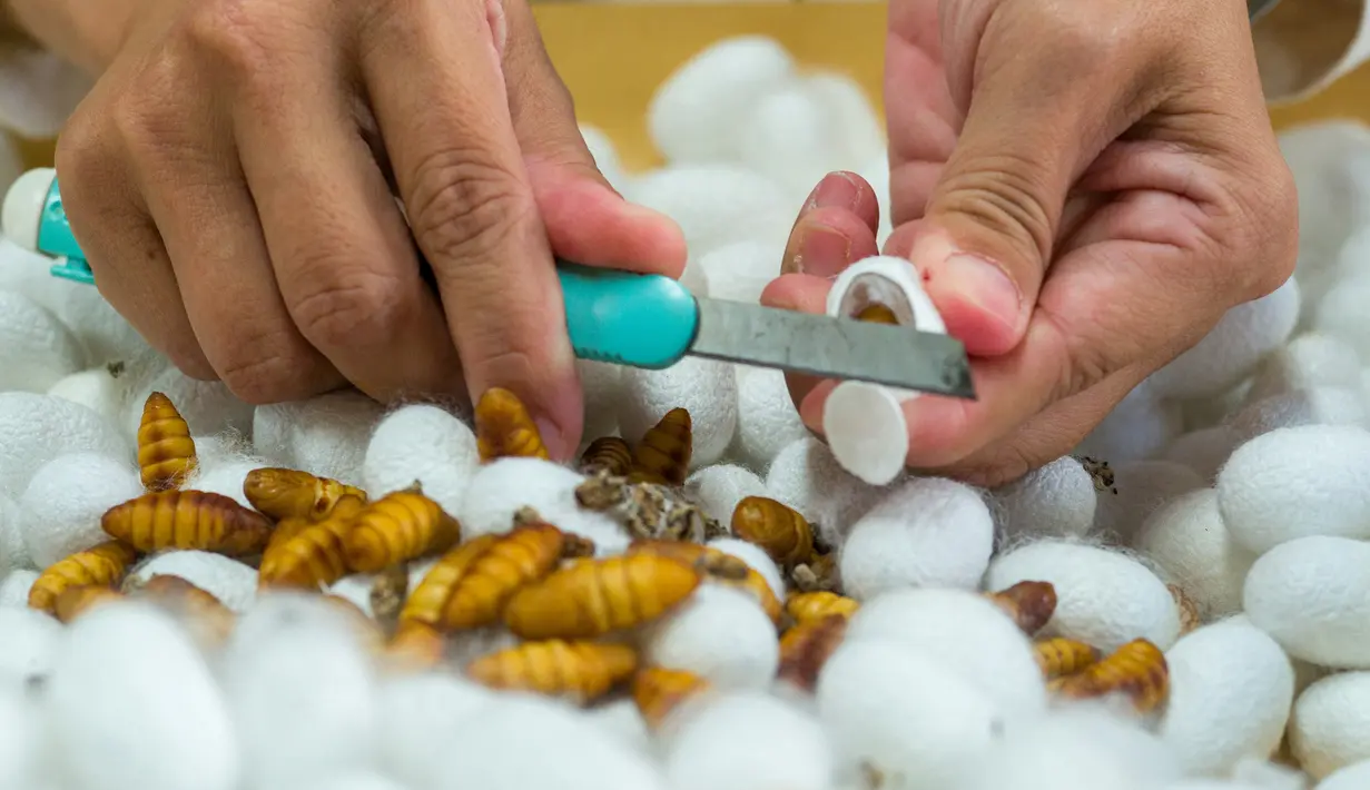 Gambar yang diambil pada 27 Oktober 2021 ini menunjukkan pekerja memotong kepompong ulat sutra di sebuah stasiun penelitian pertanian di Miaoli, Taiwan. Para ilmuwan di Taiwan mengembangkan makanan kucing dari bahan dasar yang agak tidak biasa - kepompong ulat sutra. (Sam Yeh/AFP)