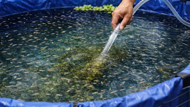 kolam ikan