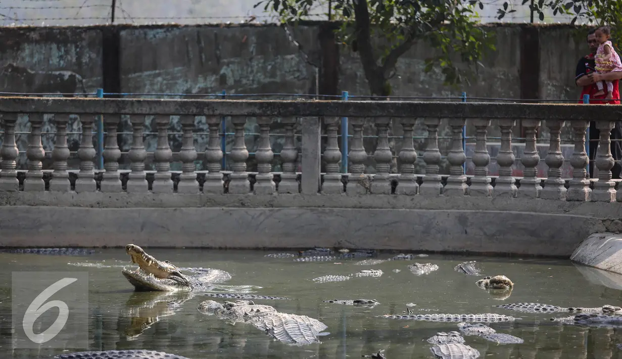 Seorang ayah dan anaknya taampak melihat puluhan buaya di Taman Buaya Indonesia Jaya (TBIJ), Jawa Barat, Minggu (26/7/2015). Taman Buaya Cikarang merupakan salah satu penangkaran terbesar di Asia bahkan dunia. (Liputan6.com/Faizal Fanani)