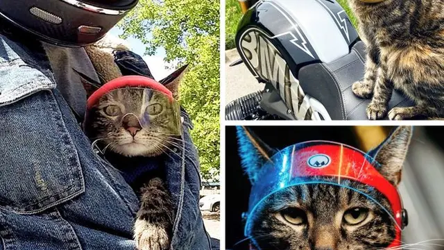 Kisah Cathode, Kucing yang Suka Lakukan Olahraga Ekstrem Bersama Pemiliknya