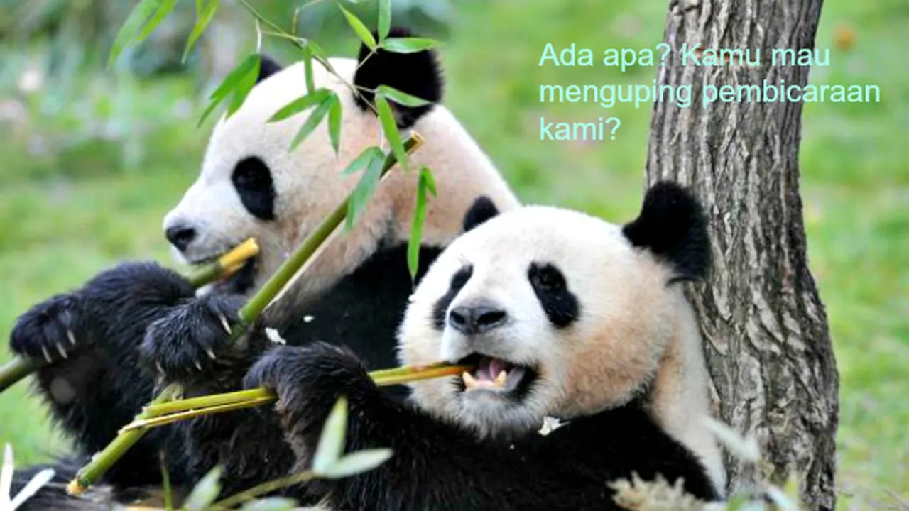 Perlu 5 Tahun Untuk Belajar Bahasa Panda
