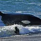 Paus pembunuh atau orca mengincar anak singa laut yang berada di tepi pantai Punta Norte, Argentina, Selasa (17/4). Setiap tahunnya pada bulan Maret dan April, paus orcas berburu singa laut muda yang sedang belajar berenang. (AP/Daniel Feldman)