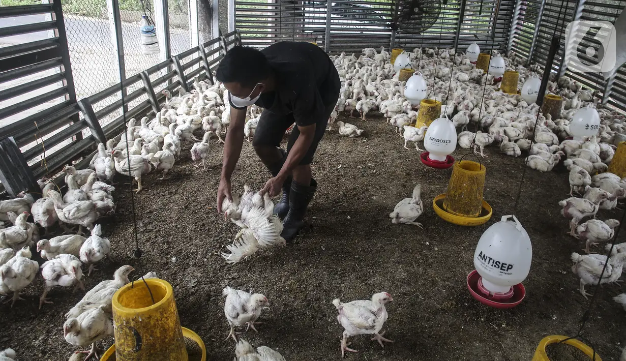 Pekerja memilah ayam yang dipesan konsumen di tempat pemotongan ayam, Jakarta, Jumat (3/12/2021). Jelang Natal dan Tahun Baru harga beberapa kebutuhan pokok khususnya daging sapi dan ayam masih stabil, kecuali minyak goreng curah yang mengalami kenaikan. (Liputan6.com/Johan Tallo)