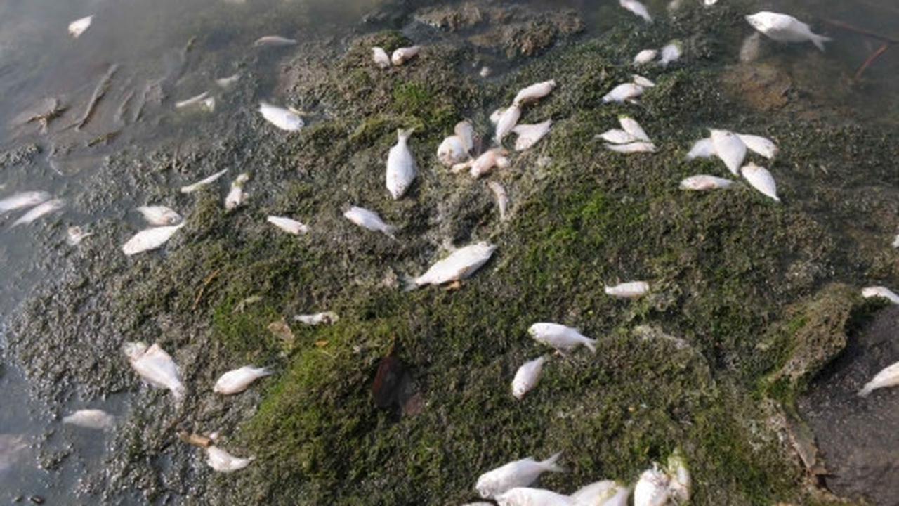 Jutaan ekor ikan berbagai jenis mati misterius di Pantai Ancol