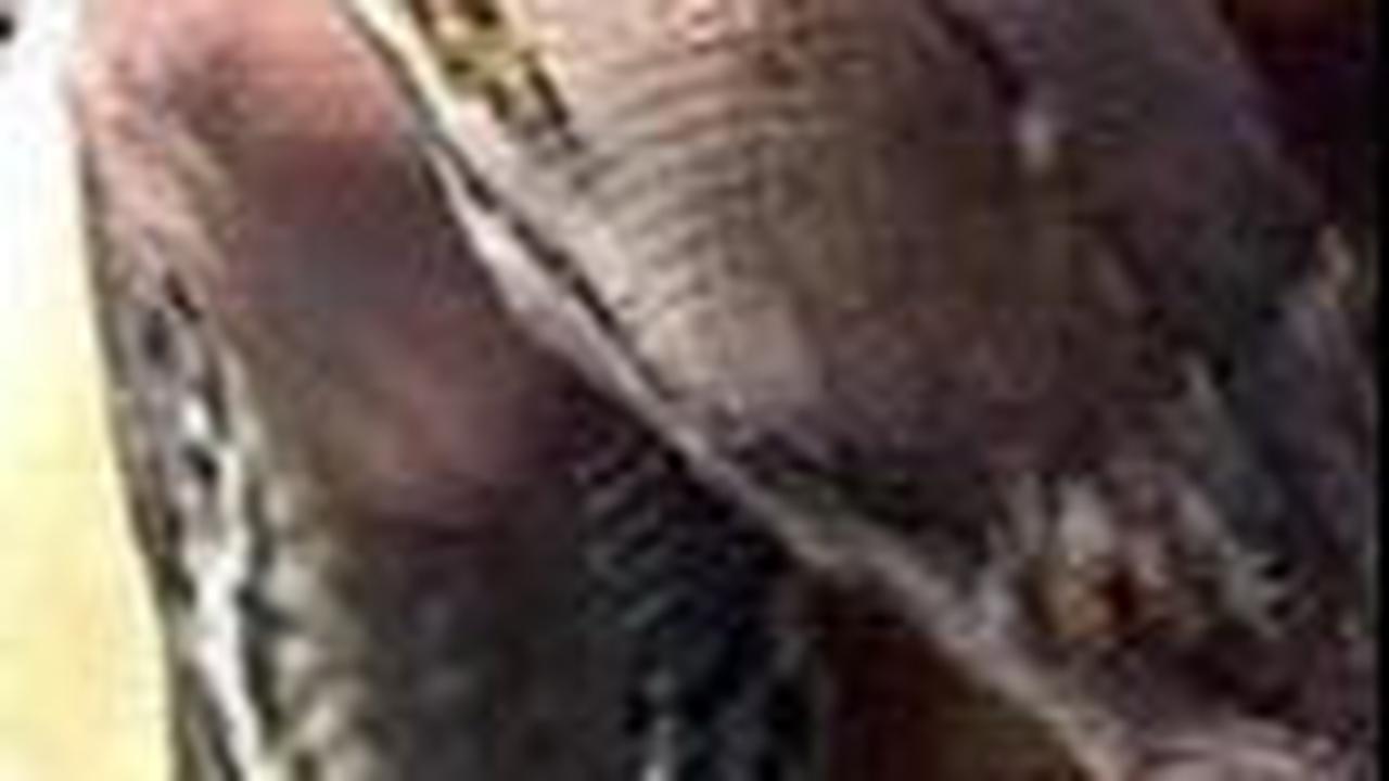 Ular Sanca Predator Ayam di Tangsel Dikepung Warga karena Petugas Damkar Tak Kunjung Datang