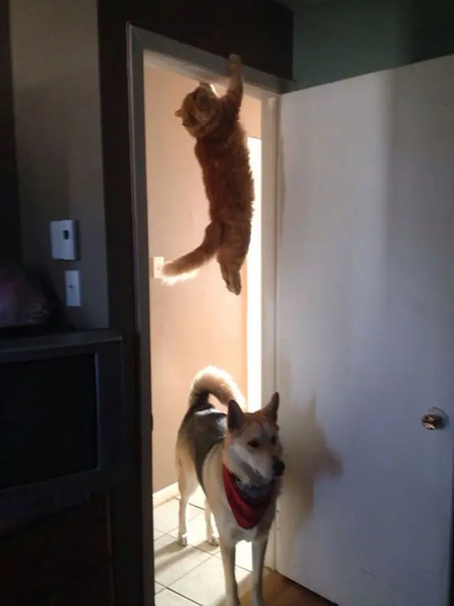 Foto kucing yang pas momennya
