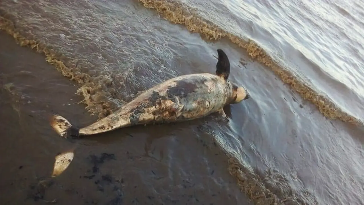 Bangkai dugong yang terdampar di pantai Kota Dumai