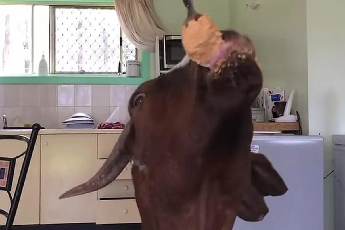 Stephie si kambing. (Youtube)