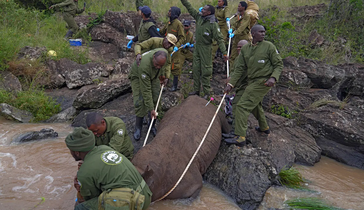 Tom Silvester, kepala eksekutif Konservasi Loisaba, menuturkan bahwa kunci keberhasilan dalam meningkatkan populasi badak hitam di Kenya adalah menjaga spesies tersebut di kawasan lindung. (AP Photo/Brian Inganga)