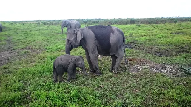 Gajah Sumatera betina sedang bermain dengan anaknya yang berusia sekitar 1,5 Tahun (Liputan6.com/Nefri Inge)