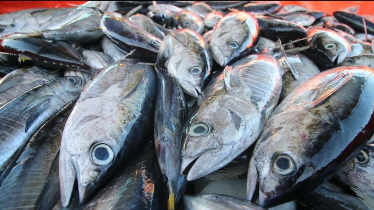 Dari Limbah Jadi Sumber Gizi, IPB Kembangkan Suplemen dari Mata Ikan Tuna yang Kaya DHA