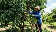 Cara Merawat Pohon Mangga agar Cepat Berbuah Lebat Setiap Musim, dari Pupuk hingga Pemangkasan