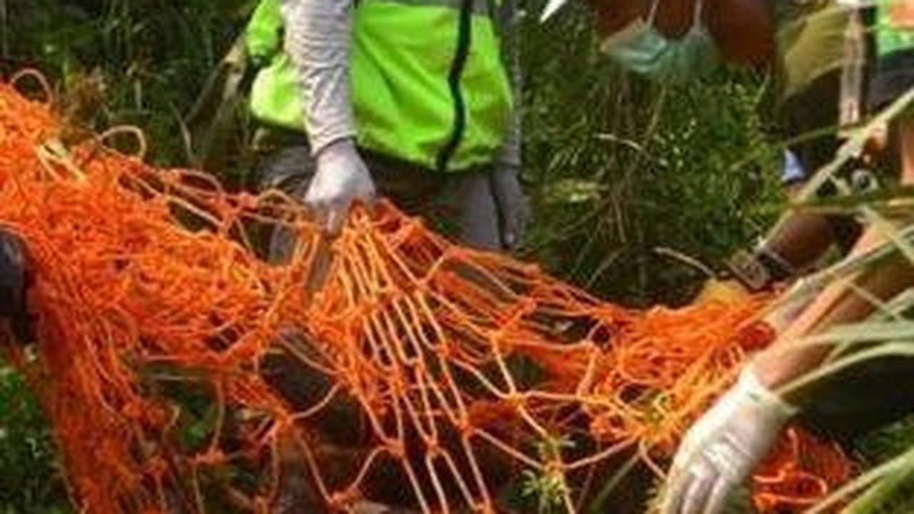Orangutan Kurus di Area Tambang Batubara Kaltim Berhasil Dievakuasi