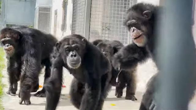 Ekspresi Mengharukan Simpanse Lihat Langit Pertama Kali Usai Terkurung di Kandang Puluhan Tahun