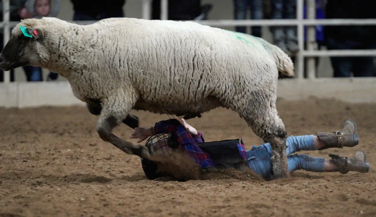 Seorang anak terinjak domba selama acara "Mutton Bustin '" di National Western Stock Show di Denver, Colorado, (16/1). Mutton bustin adalah acara yang diadakan di rodeo yang mirip dengan menunggangi banteng. (AFP/Photo/Rick T. Wilking)