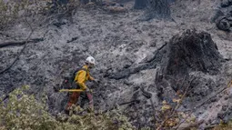 Seorang petugas pemadam kebakaran bekerja untuk menahan api Cedar Creek di sebelah timur Oakridge, Oregon, Senin (12/9/2022). Kebakaran Cedar Creek di timur Kota Eugene, Oregon, mengalami pertumbuhan "ekstrem" selama akhir pekan. Hingga saat ini, kebakaran telah menghabiskan 35.100 hektare. (Photo by Dan Morrison/AFP)