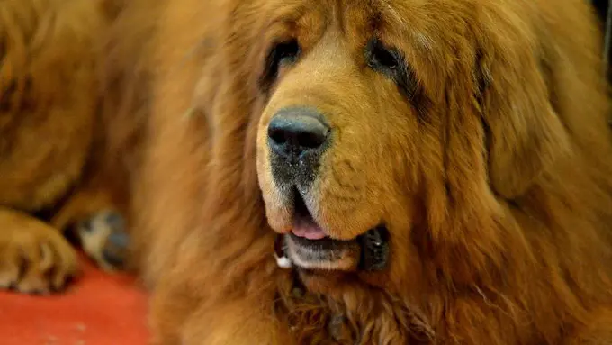 10 Fakta tentang Anjing Tibetan Mastiff