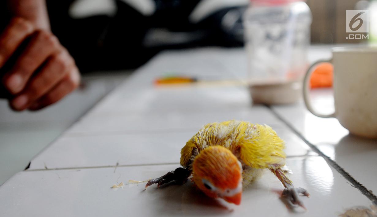 Foto Melihat Budi Daya Burung Lovebird Di Tangerang News Liputan6 Com