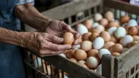 Cara Memilih Telur yang Bagus dan Segar agar Tidak Salah Beli
