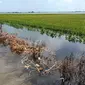 Bagi Daerah Rawan Banjir, Demi Lindungi Produksi Beras, Kementan Minta Pemprov Lampung Pakai AUTP/Istimewa.