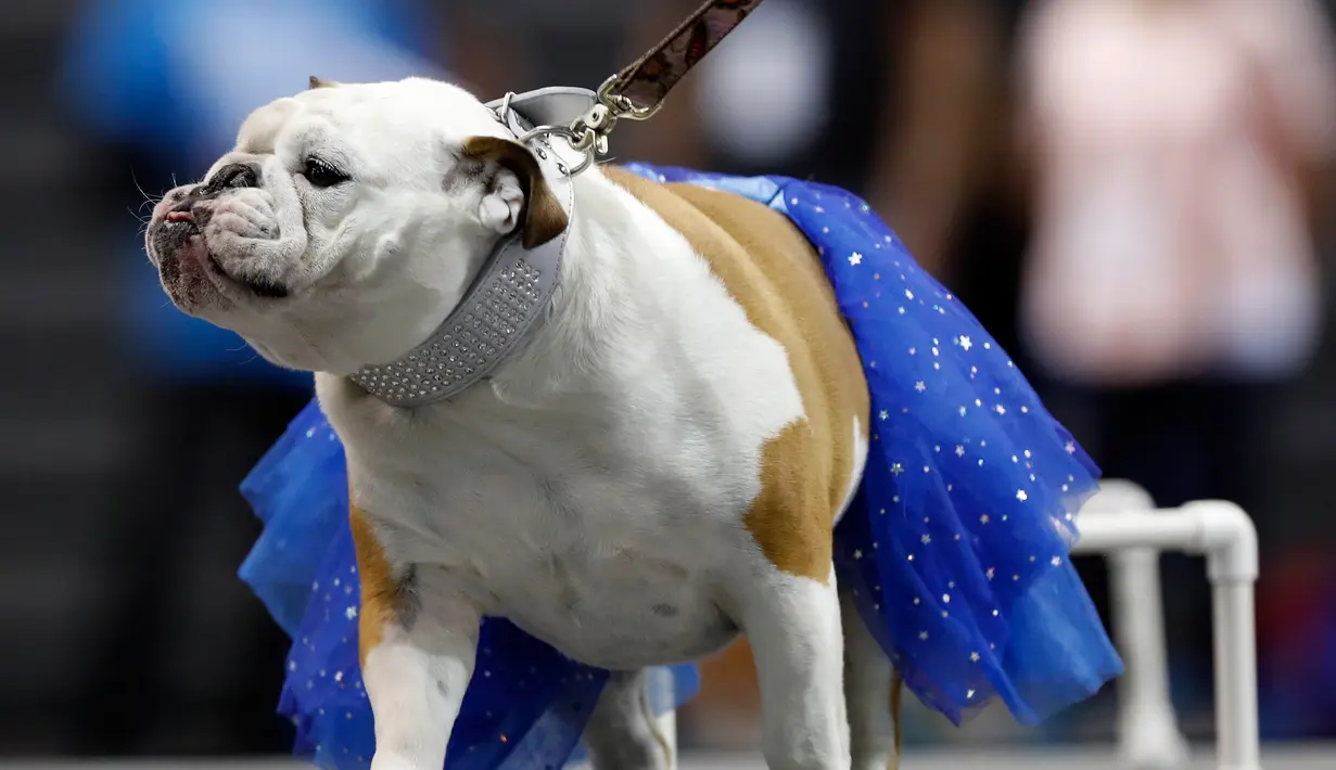 Bulldog bernama Prudence berjalan diatas panggung dengan mengenakan kostum saat mengikuti kontes Drake Relays Beautiful Bulldog ke-38 di Des Moines, Iowa (23/4). (AP Photo / Charlie Neibergall)