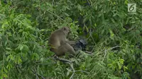 Monyet ekor panjang mencari makan di hutan Taman Marga Satwa Muara Angke, Jakarta,Sabtu (19/1). Muara Angke merupakan kawasan konservasi yang berlokasi di Jakut, yang salah satunya Monyet Ekor Panjang sekitar 148 ekor. (Merdeka.com/Imam Buhori)