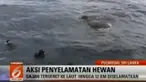 Gajah malang ini diberikan kepada petugas pemadam kebakaran untuk pertolongan selanjutnya.