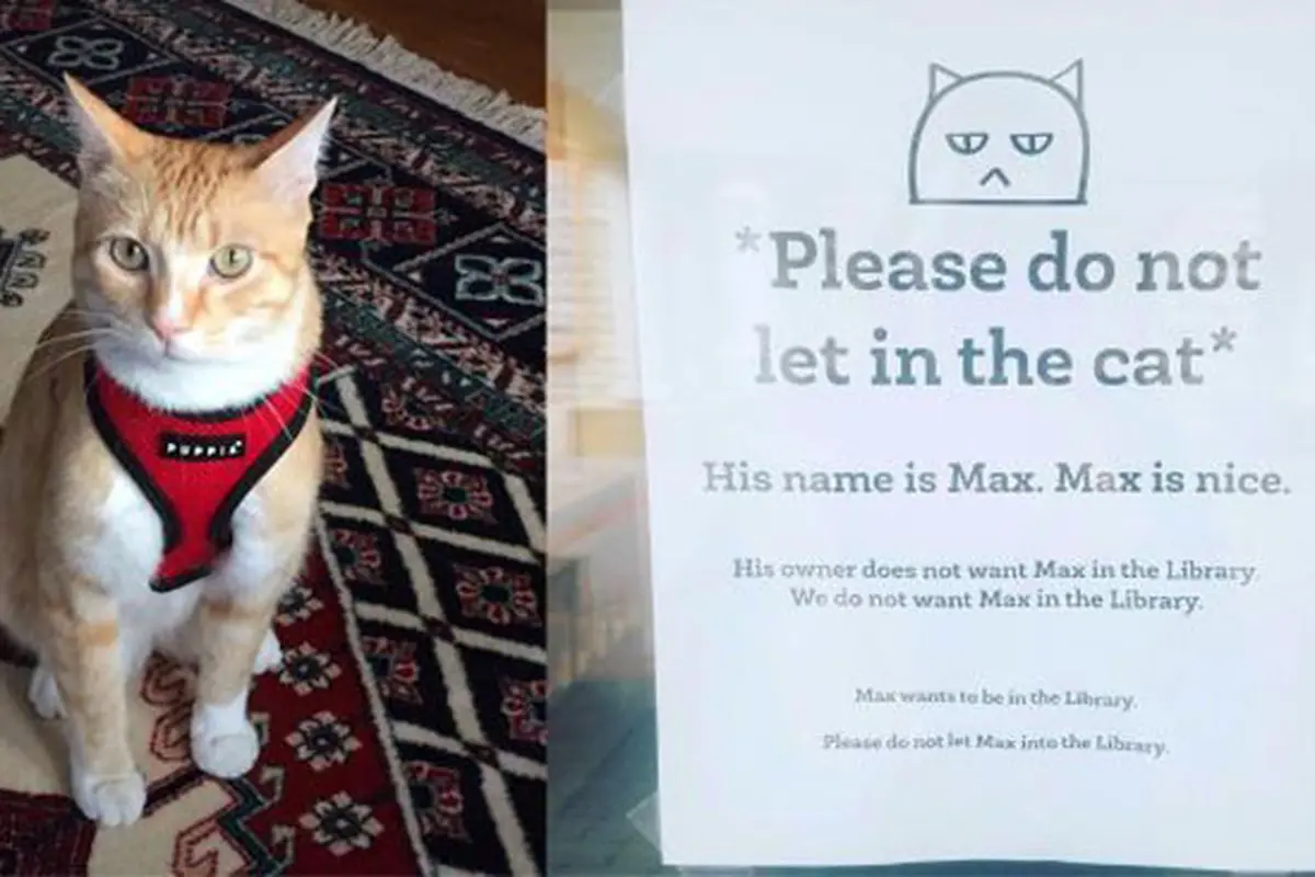 Dilarang Main Diperpustakaan, Kucing Ini Menjadi Terkenal