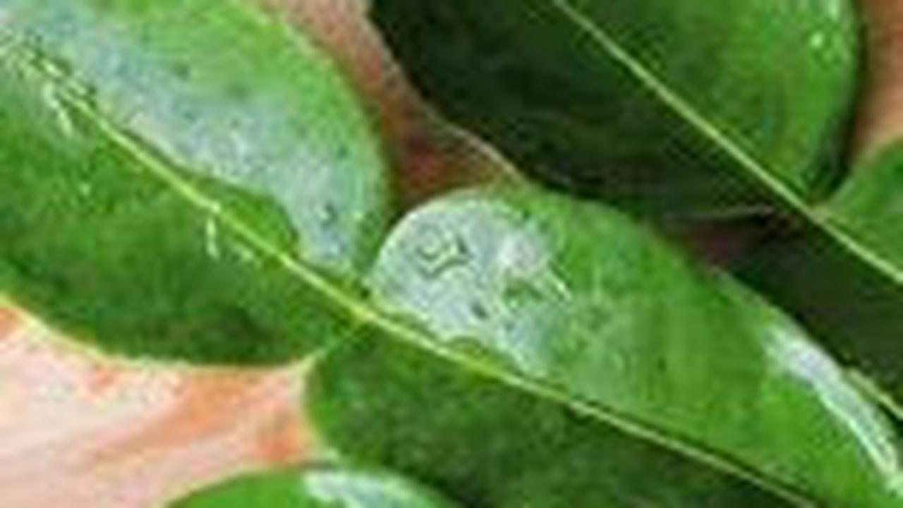 4. Daun Jeruk