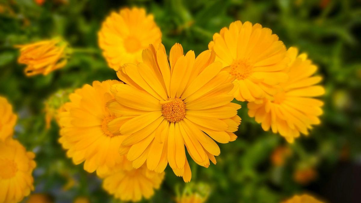 Calendula
