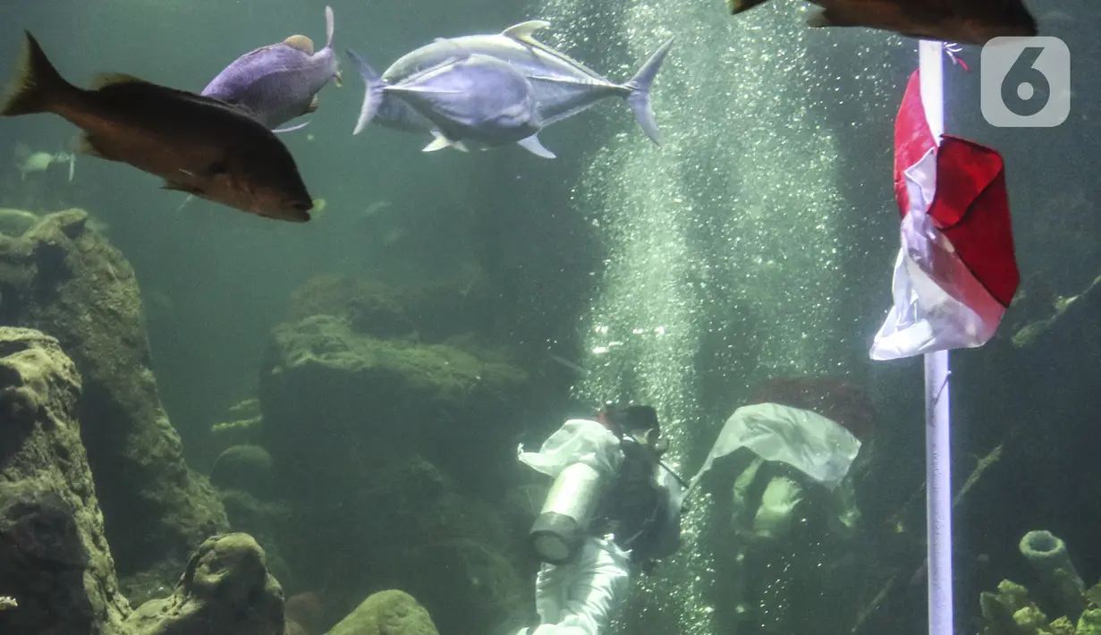 Penyelam mengibarkan bendera Merah Putih saat gladi resik HUT ke-75 RI dalam akuarium Sea World Ancol, Jakarta, Sabtu (15/8/2020). Taman Impian Jaya Ancol akan memperingati HUT ke-75 RI dengan mengibarkan bendera Merah Putih dalam akuarium Sea World pada 17 Agustus 2020. (Liputan6.com/Johan Tallo)