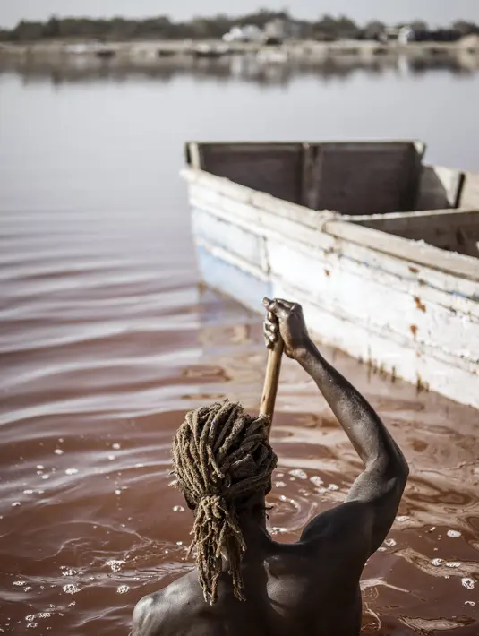 Toure, pemanen garam Gambia, melakukan manuver di samping kapalnya di Danau Retba (Danau Merah Muda) di Senegal pada 16 Maret 2021. Warna pink yang mencolok disebabkan oleh bakteri Dunaliella salina, yang tertarik dengan kadar garam yang dimiliki Retba. (MARCO LONGARI/AFP)