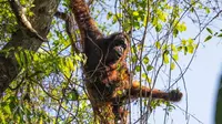 Kisah Induk dan Anak Orang Utan Kalimantan Pulang ke Hutan