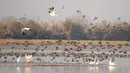 Kawanan burung migran terbang di atas Danau Dongting Barat, Changde, Provinsi Hunan, China, 11 November 2020. Danau Dongting Barat, beserta lahan basahnya yang memiliki kekayaan hayati, telah menjadi jalur utama bagi kawanan burung yang bermigrasi. (Xinhua/Chen Sihan)