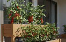 8 Desain Kebun Sayur di Teras Rumah, Solusi Urban Farming Tanpa Ribet