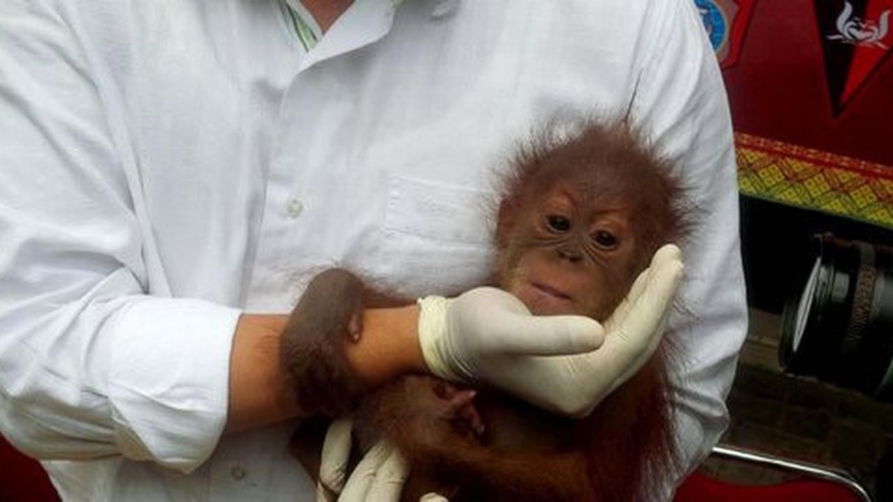 3 Bayi Orangutan selundupan dari Aceh dilego Rp 25 juta per ekor