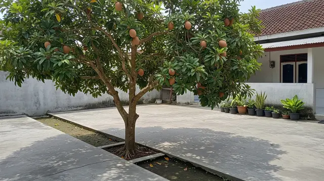 8 Cara Membuat Pohon Sawo Pendek tapi Buahnya Lebat, Bisa Dicoba di Rumah