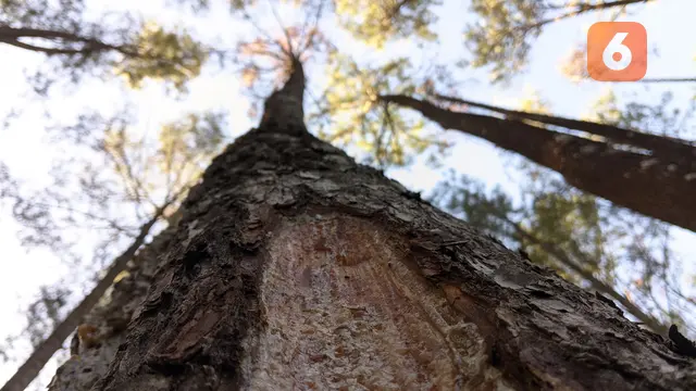 Penyadapan Getah Pinus