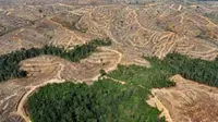 Kawasan penebangan hutan di Jambi, Sumatera. Indonesia dan Australia membentuk Kemitraan Karbon Hutan Sumatera guna mengurangi emisi gas rumah kaca akibat deforestasi dan degradasi hutan.(Antara)