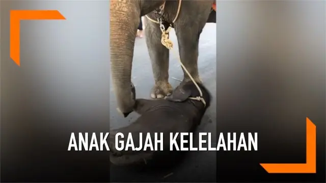 Sebuah video memperlihatkan seekor anak gajah yang dirantai pada induknya terjatuh. Diduga ia kelelahan karena menemani sang induk berjalan membawa wisatawan di Thailand.
