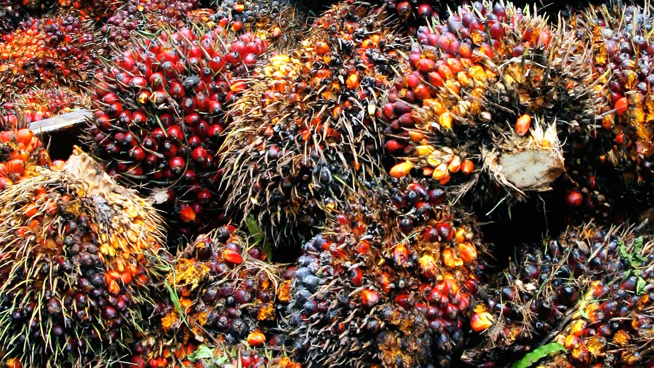 20160308-Ilustrasi-Kelapa-Sawit-iStockphoto