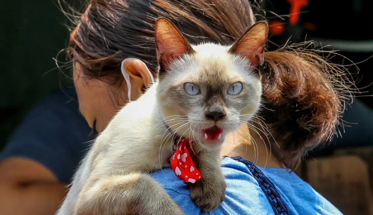 Seorang wanita membawa kucing peliharaannya menunggu vaksinasi rabies gratis di Manila, Filipina, pada 28 September 2020. Hari Rabies Sedunia diperingati tiap 28 September untuk menyebarkan kesadaran akan pencegahan rabies pada hewan peliharaan. (Xinhua/Rouelle Umali)